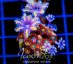 JF TANGERINE TWISTERS CLOVES COMBO