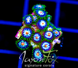 JF STARGAZERS ZOAS