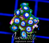 JF STARGAZERS ZOAS