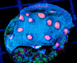 JF HALLOWEEN CHALICE