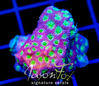 JF DAY GLO FAVIA XL FRAG