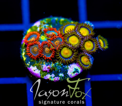 JF SUNFLOWER ZOAS COMBO