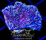 JF HYPNOTIC HYDNO COMBO