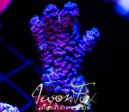 JF JOLT ACRO XL FRAG