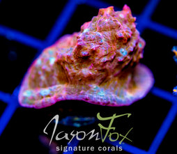 JF ORANGE ZOMBIE CHALICE