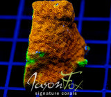 JF TWIN SPOT PSAMMOCORA XL