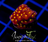 JF OUTER SPACE PSAMMACORA