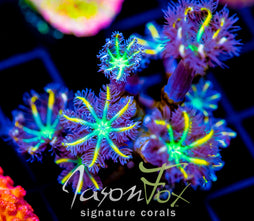 JF YELLOW INFUSED RAINBOW CLOVES