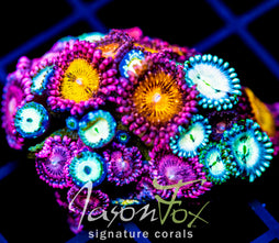 JF ZOA BOUQUET