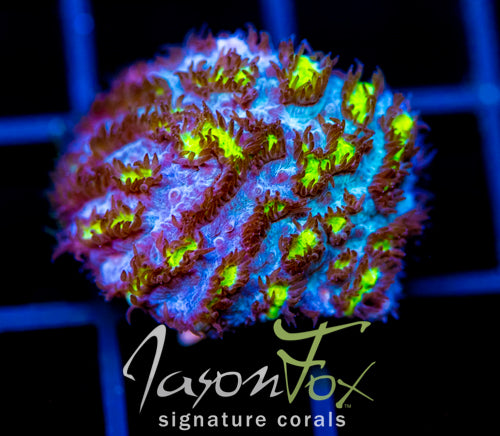 JF BLUEBERRY BLAST HYDNO