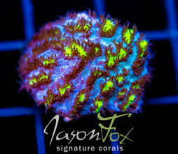 JF BLUEBERRY BLAST HYDNO