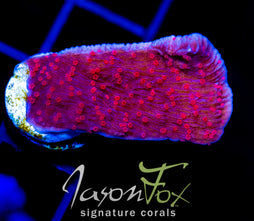 RRC RED ROSES  MONTI CAP