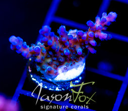 JF PURPLE FOREST ACRO