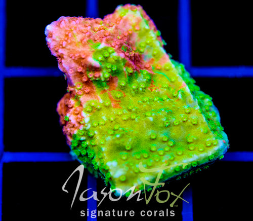 WWC GRAFTED MONTI CAP