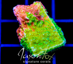 WWC GRAFTED MONTI CAP