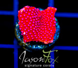 JF SCARLET FEVER STYLO