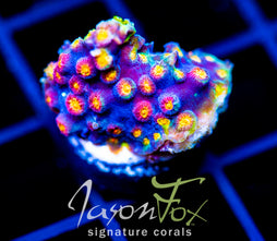 JF PARTY CRASHER CYPHASTREA