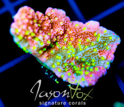 JF GRAFTED SUN MONTI