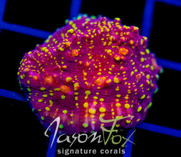 IJAM GOLD SHEISTER CHALICE