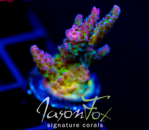 JF STRAWBERRY WINE ACRO