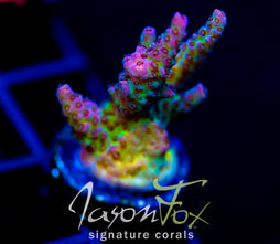 JF STRAWBERRY WINE ACRO