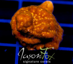 JF ORANGE BRANCHING PSAMMACORA