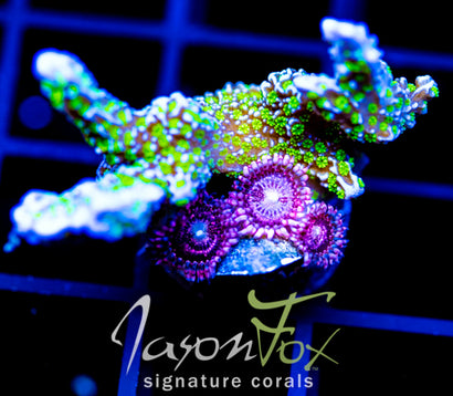 TUBS MONTI STELATTA COMBO