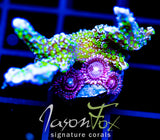 TUBS MONTI STELATTA COMBO