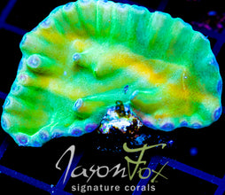 JF GREEN HERO TURBINARIA