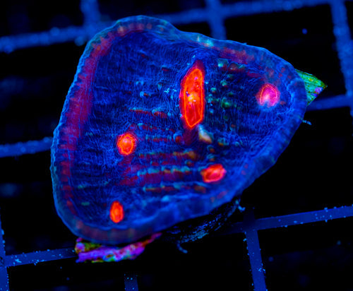 JF DRAGON FRUIT CHALICE