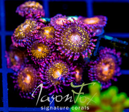 JF MOHICAN SUNS ZOAS