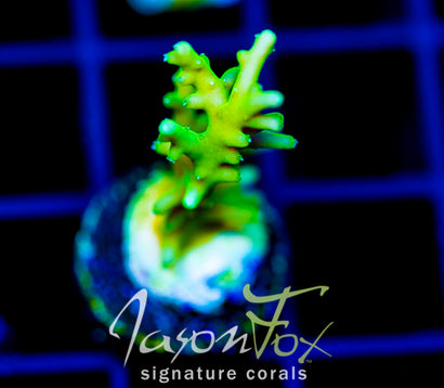 JF GREEN DRAGON ACRO