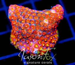 JF KALEIDOSCOPE GONI XL FRAG