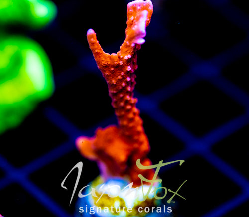 JF FIRESTARTER MONTI HIRSUTA