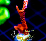 JF FIRESTARTER MONTI HIRSUTA