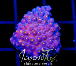 JF TECHNO CYPHASTREA