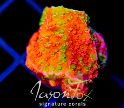 WWC GRAFTED MONTI CAP