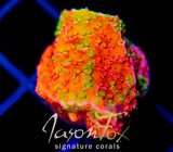 WWC GRAFTED MONTI CAP