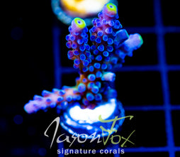 WWC YELLOW TIPS ACRO