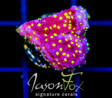 JF YELLOW FEVER MONTI