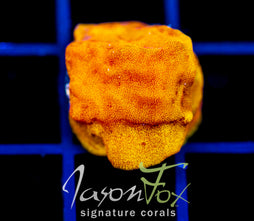 JF BLINDING ORANGE LEPTO