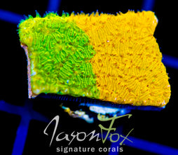 IJAM ECTO COOLER LITHO