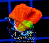 WWC GRAFTED TURBICULATA