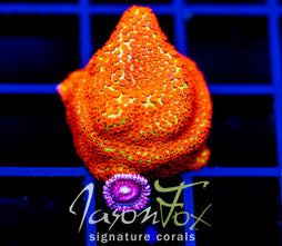 JF REVERSE SUNSET MONTI COMBO