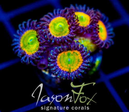 JF INSANE RAINBOW PALYS