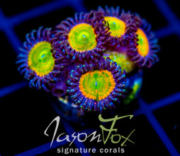 JF INSANE RAINBOW PALYS