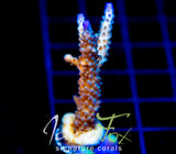 JF COOLERS CHAMPAGNE ACRO XL FRAG