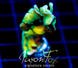 JF JUNGLE GYM BRANCHING LEPTO