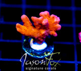 JF BLACK LIGHT SETOSA