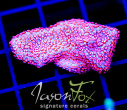 GB SEVEN HEAVENS MONTI